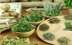 Cây thuốc chữa đau dạ dày