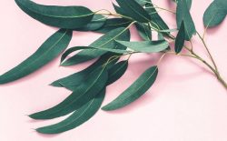 Chữa á sừng bằng lá bạch đàn