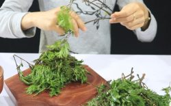Chữa á sừng bằng lá đinh lăng