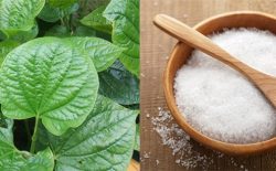 Chữa á sừng bằng lá lốt