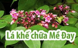 Chữa mề đay bằng lá khế không gây tác dụng phụ