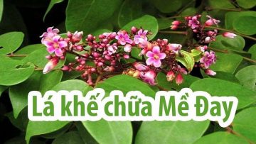 Chữa mề đay bằng lá khế không gây tác dụng phụ