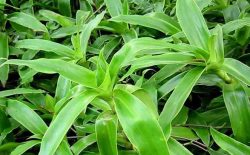 Chữa vảy nến bằng cây lược vàng