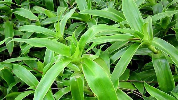 Chữa vảy nến bằng cây lược vàng