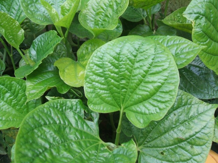 Công dụng của lá lốt trong chữa vảy nến