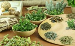 TOP 11 những cây thuốc nam chữa yếu sinh lý giúp sung mãn mọi cuộc yêu