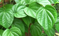 Trị vảy nến bằng lá trầu không