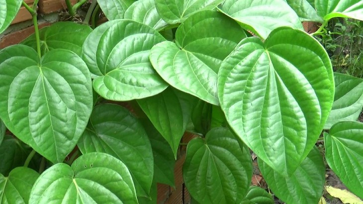 Trị vảy nến bằng lá trầu không