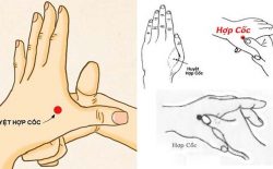 Huyệt Hợp Cốc ở đâu? Tác dụng và ứng dụng thực tiễn trong trị liệu
