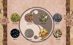 Ngân kiều tán: Bài thuốc Đông y trị bệnh hô hấp hiệu nghiệm