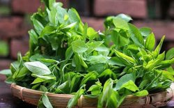 rau ngót được coi như một vị thuốc có khả năng chữa trị yếu sinh lý