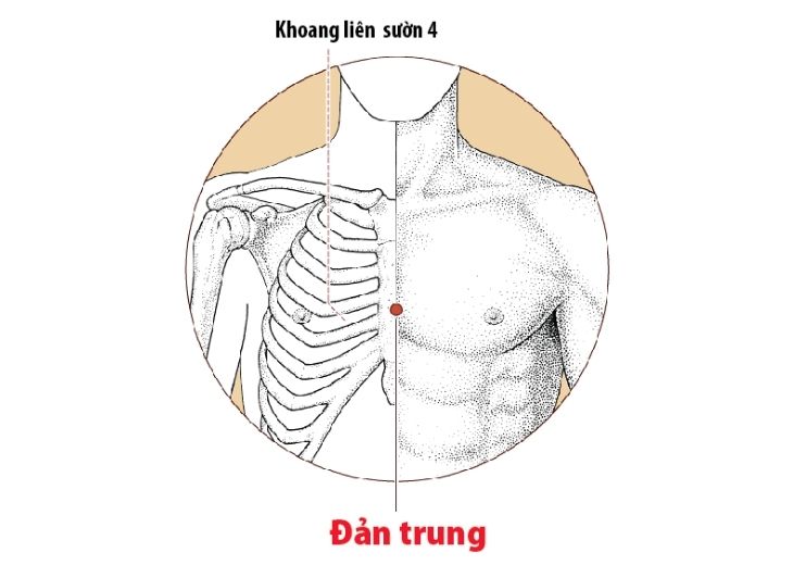 Hình ảnh huyệt Đản Trung trên cơ thể con người