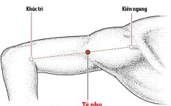 Vị trí huyệt Kiên Ngung