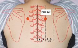 Vị trí của huyệt phế du được xác định như hình