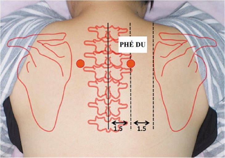 Vị trí của huyệt phế du được xác định như hình