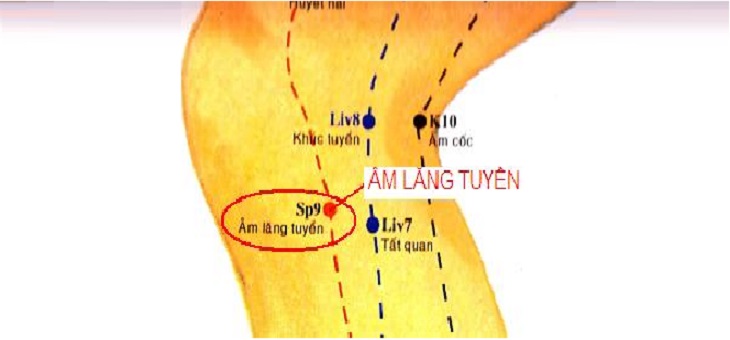 Huyệt Âm Lăng Tuyền nằm ở đâu? Tác dụng và cách châm cứu