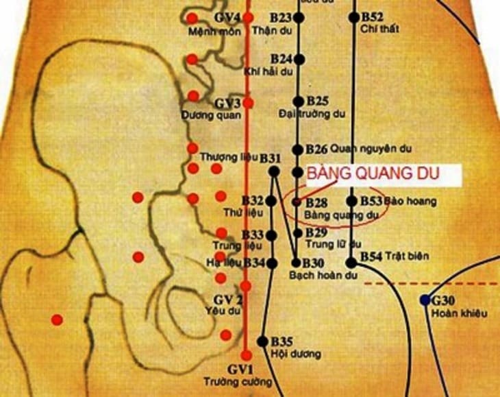 Vị trí huyệt bàng quang du và những công dụng với sức khỏe