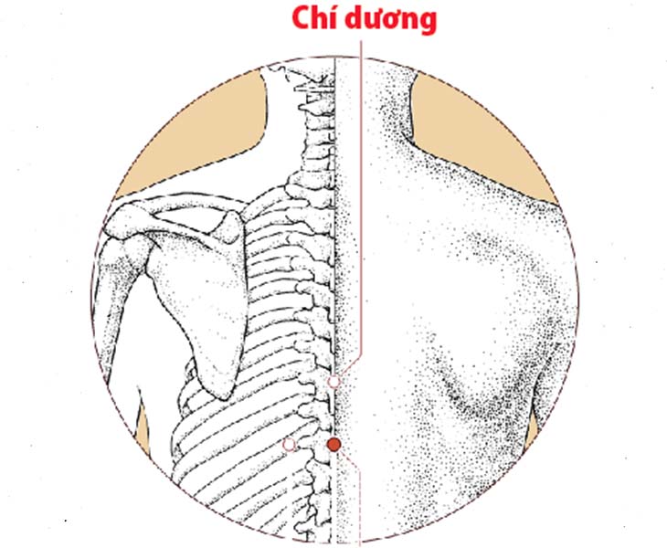 Huyệt Chí Dương: Tìm hiểu vị trí và cách day bấm hiệu nghiệm