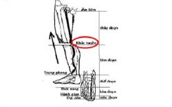Huyệt Khúc Tuyền và ứng dụng trong chăm sóc sức khỏe