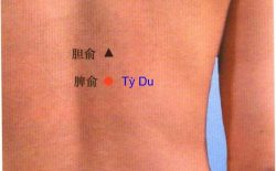 Huyệt Tỳ Du: Vị trí, tác dụng và cách tác động chính xác