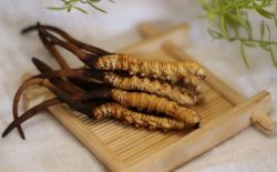 Chuyên gia giải đáp thắc mắc bà bầu có dùng được đông trùng hạ thảo không?