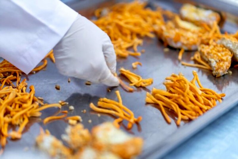 7 cách sử dụng đông trùng hạ thảo khô cho hiệu quả tốt nhất