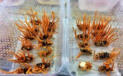 Đông trùng hạ thảo giá bao nhiêu hiện nay? Cập nhật bảng giá chi tiết mới nhất