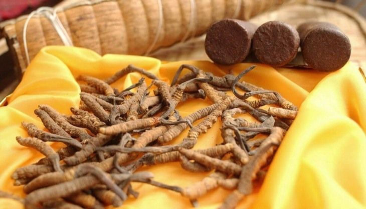 Đông trùng hạ thảo khô - Công dụng, cách dùng hiệu quả và địa chỉ mua uy tín nhất hiện nay
