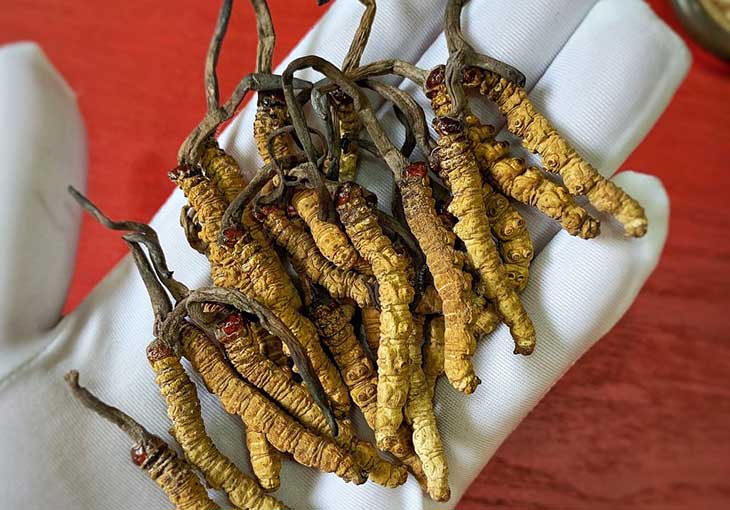 Đông trùng hạ thảo kỵ gì? 7 điều cần nhớ khi sử dụng