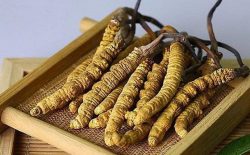 Đông trùng hạ thảo nguyên con là gì? Công dụng và cách dùng và địa chỉ mua uy tín số 1 hiện nay