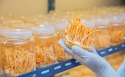 Những điều cần biết về hàm lượng cordycepin trong đông trùng hạ thảo