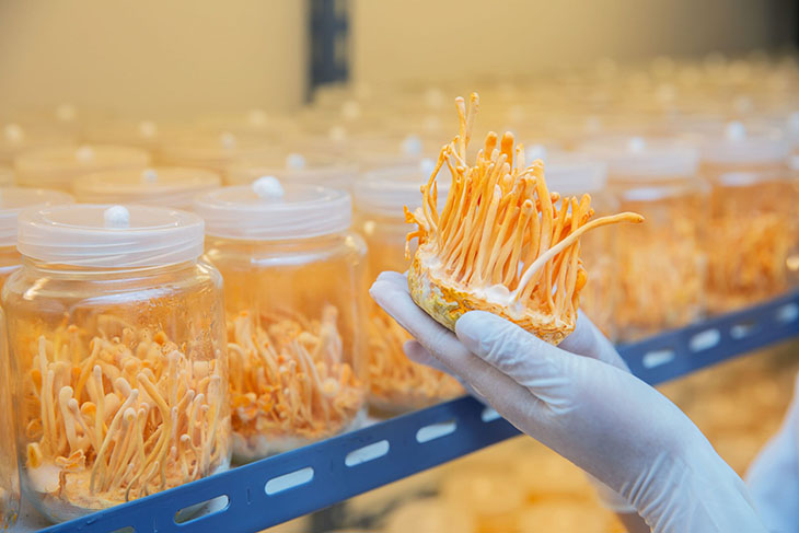 Những điều cần biết về hàm lượng cordycepin trong đông trùng hạ thảo