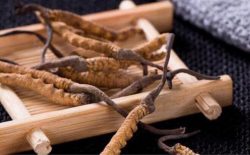 Chuyên gia giải đáp: Khi nào không nên uống đông trùng hạ thảo? Khi nào nên dùng?