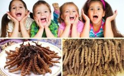 Bật mí những tác dụng của đông trùng hạ thảo với trẻ em cha mẹ nên biết