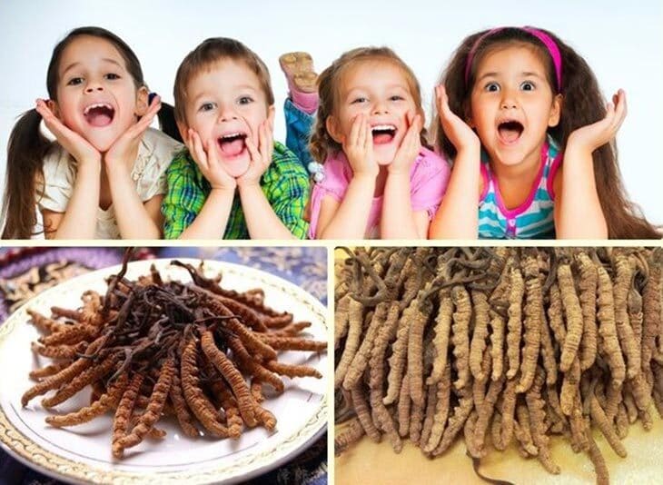 Bật mí những tác dụng của đông trùng hạ thảo với trẻ em cha mẹ nên biết