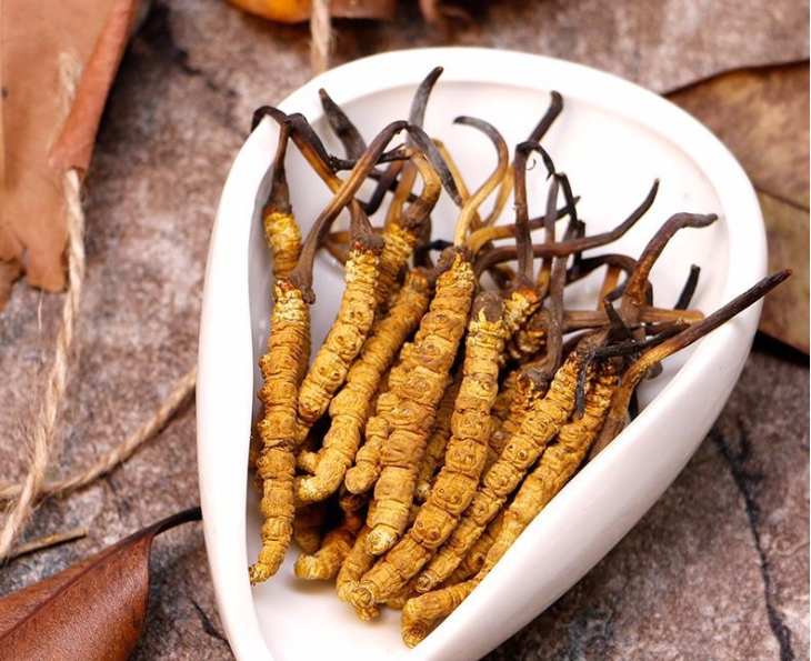 Đông trùng hạ thảo Tây Tạng - Đặc điểm, cách dùng, giá bán và địa chỉ mua uy tín