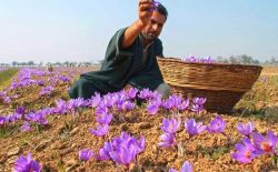Cận cảnh quá trình thu hoạch Saffron Tây Ban Nha - thứ gia vị đắt nhất thế giới được mệnh danh “vàng đỏ“ có giá hàng tỷ đồng/kg