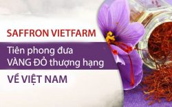Saffron Vietfarm