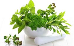 Tận dụng các loại thảo dược có sẵn trong tự nhiên chữa viêm amindan
