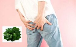 Lá trầu không chữa bệnh trĩ