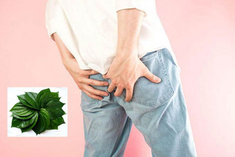 Lá trầu không chữa bệnh trĩ