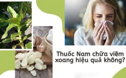Chữa viêm xoang bằng thuốc nam là cách nhiều người áp dụng