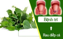 Đắp diếp cá tươi giúp giảm nhanh cảm giác ngứa ngáy, đau và khó chịu ở vùng hậu môn