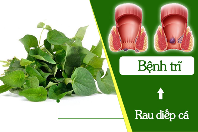 Đắp diếp cá tươi giúp giảm nhanh cảm giác ngứa ngáy, đau và khó chịu ở vùng hậu môn