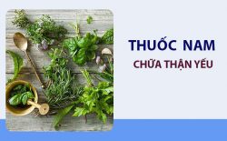 Thuốc nam chữa thận yếu hiệu quả