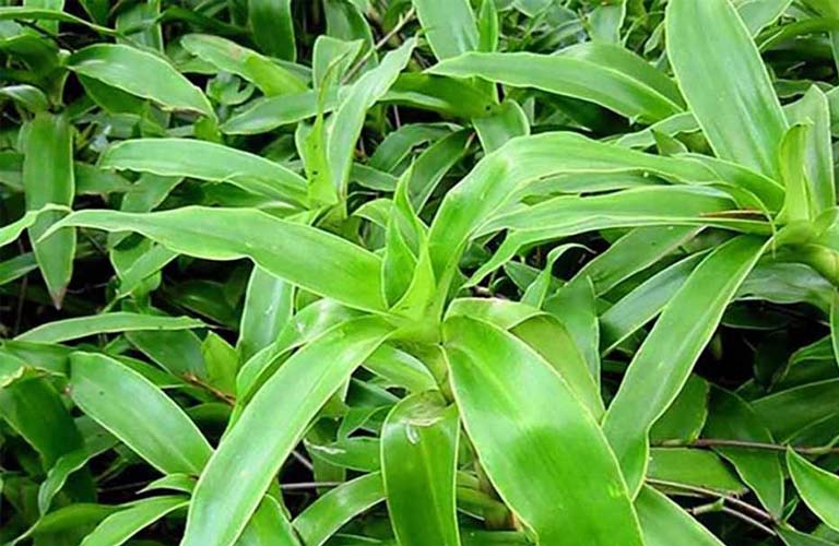 Nhai lá lược vàng chữa viêm amidan