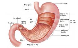 Viêm loét bờ cong nhỏ dạ dày là gì?
