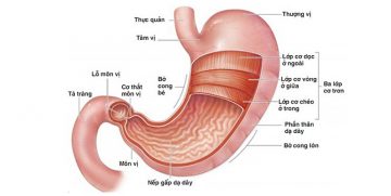 Viêm loét bờ cong nhỏ dạ dày là gì?