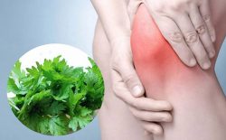 Chữa viêm khớp bằng lá ngải cứu