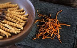 Tiêu Chí Chọn Mua Đông Trùng Hạ Thảo Hà Nội & Địa Chỉ Bán Tốt Nhất